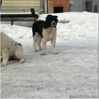 Элитные щенки алабая от племенного питомника САО "Сарбаз"! - Изображение #7, Объявление #191777