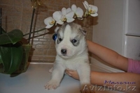 Элитные щенки Сибирский хаски  - Изображение #2, Объявление #1039546