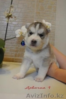 Элитные щенки Сибирский хаски  - Изображение #3, Объявление #1039546