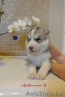 Элитные щенки Сибирский хаски  - Изображение #1, Объявление #1039546