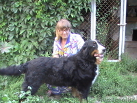 Племенной питомник предлагает кобелей Берского Зенненхунда для плем.работ. - Изображение #1, Объявление #1031170