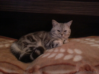 котик ищет кошечку для вязки - Изображение #1, Объявление #1058620