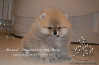 Эксклюзивные мини щеночки карликового померанского шпица SHOW-classa! - Изображение #4, Объявление #1056974