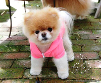 Эксклюзивные мини щеночки карликового померанского шпица SHOW-classa! - Изображение #6, Объявление #1056974