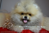 Эксклюзивные мини щеночки карликового померанского шпица SHOW-classa! - Изображение #3, Объявление #1056974