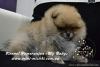 Эксклюзивные мини щеночки карликового померанского шпица SHOW-classa! - Изображение #9, Объявление #1056974