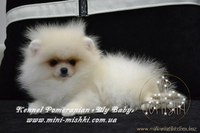 Эксклюзивные мини щеночки карликового померанского шпица SHOW-classa! - Изображение #7, Объявление #1056974