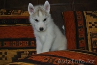 Элитные щенки Сибирский хаски  - Изображение #6, Объявление #1039546
