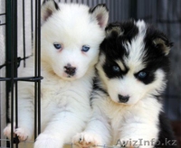 Сибирский хаски для свободного принятия - Изображение #1, Объявление #1062346