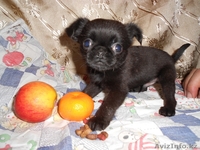 Щенок пти брабансона черного окраса - Изображение #1, Объявление #1053368