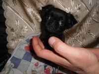 Щенок пти брабансона черного окраса - Изображение #2, Объявление #1053368