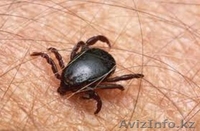 уничтожение клещей в Алматы  - Изображение #1, Объявление #1064583