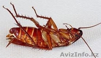 уничтожение тараканов - Изображение #3, Объявление #1064565