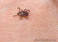 уничтожение клещей в Алматы  - Изображение #3, Объявление #1064583