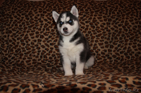 Щенки Хаски питомник ===|тэги удалены|=== - Изображение #2, Объявление #1051688