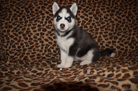 Щенки Хаски питомник ===|тэги удалены|=== - Изображение #4, Объявление #1051688