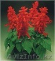 Из рук в руки продам клумбовые цветы  из собственной теплицы - Изображение #1, Объявление #1056475