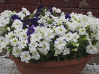 Из рук в руки продам клумбовые цветы  из собственной теплицы - Изображение #2, Объявление #1056475