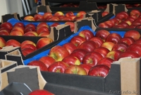 Продажа фруктов и овощей из Польши Яблоки - Изображение #2, Объявление #1051183