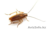 уничтожение тараканов - Изображение #1, Объявление #1064565