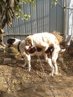 Щенок алабая, девочка 3 мес. - Изображение #3, Объявление #1078360