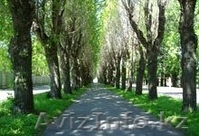 Сделайте ПОДАРОК вашим РОДИТЕЛЯМ, лечение в санаторий "Жансая" - Изображение #2, Объявление #1069482