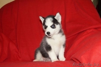 Продам щенков хаски - Изображение #2, Объявление #1081152