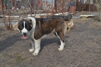 подращённый щенок сао (тобет, алабай) - Изображение #4, Объявление #1010011