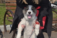 Щенок алабая, девочка 3 мес. - Изображение #1, Объявление #1078360