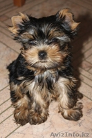 Очаровательные щенки йоркширского терьера - Изображение #1, Объявление #1080734