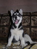 Щенки Хаски питомник ===|тэги удалены|=== - Изображение #9, Объявление #1079899