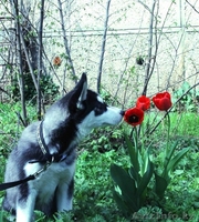 Щенки Хаски питомник ===|тэги удалены|=== - Изображение #7, Объявление #1079899