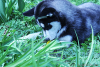 Щенки Хаски питомник ===|тэги удалены|=== - Изображение #3, Объявление #1079899