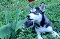 Щенки Хаски питомник ===|тэги удалены|=== - Изображение #4, Объявление #1079899