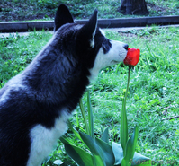 Щенки Хаски питомник ===|тэги удалены|=== - Изображение #6, Объявление #1079899