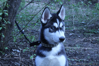 Щенки Хаски питомник ===|тэги удалены|=== - Изображение #8, Объявление #1079899