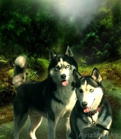 Щенки Хаски питомник ===|тэги удалены|=== - Изображение #10, Объявление #1079899