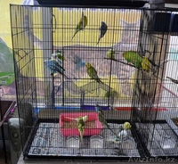Продам попугаев и певчих птиц - Изображение #2, Объявление #1075111
