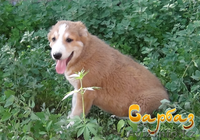 Продажа щенков Алабая - Изображение #2, Объявление #1095533