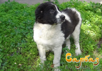 Продажа щенков Алабая - Изображение #4, Объявление #1095533