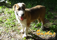 Продажа щенков Алабая - Изображение #6, Объявление #1095533