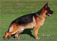 Продам щенка немецкой овчарки. От ипмортной пары - Изображение #2, Объявление #1096952