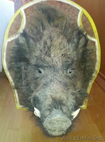 чучело головы кабана - Изображение #1, Объявление #1096407