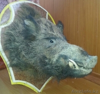 чучело головы кабана - Изображение #2, Объявление #1096407