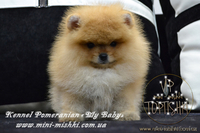 Шикарнейшие мини-щенки карликового померанского шпица SHOW-Classa!!! - Изображение #1, Объявление #1088929