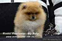 Шикарнейшие мини-щенки карликового померанского шпица SHOW-Classa!!! - Изображение #2, Объявление #1088929