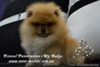 Шикарнейшие мини-щенки карликового померанского шпица SHOW-Classa!!! - Изображение #4, Объявление #1088929