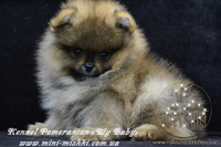 Шикарнейшие мини-щенки карликового померанского шпица SHOW-Classa!!! - Изображение #7, Объявление #1088929