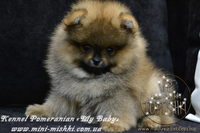 Шикарнейшие мини-щенки карликового померанского шпица SHOW-Classa!!! - Изображение #6, Объявление #1088929