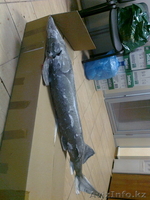 Осетр Сибирский, свежемороженый - Изображение #2, Объявление #1095193